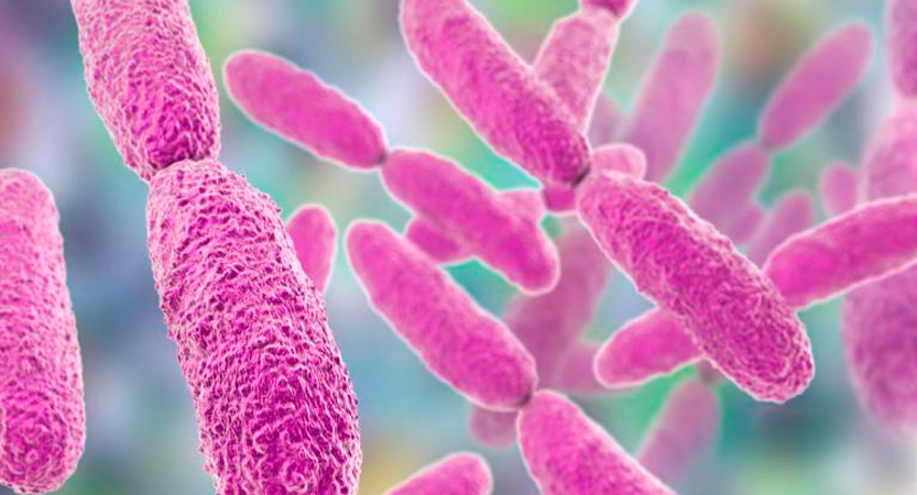 Una bacteria podría ser la responsable del Higado graso no alcohólico.